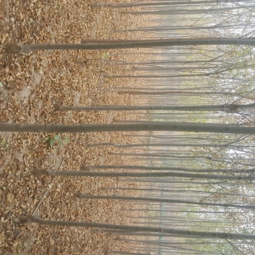 3-8公分速生白蜡量大一级货源