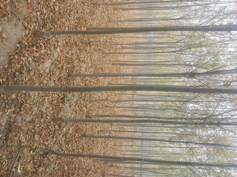 3-8公分速生白蜡量大一级货源