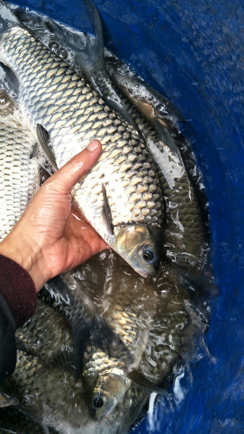 草鱼苗、鲤鱼苗、鲫鱼苗、叉尾鮰鱼苗、黄辣丁苗、青波苗青鱼