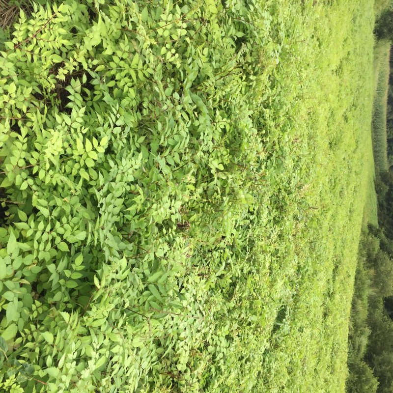 刺老包，刺嫩芽苗，成活率高，可提供栽培技术