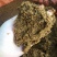 刺老包，刺嫩芽苗，成活率高，可提供栽培技术