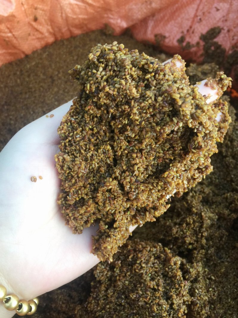 刺老包，刺嫩芽苗，成活率高，可提供栽培技术