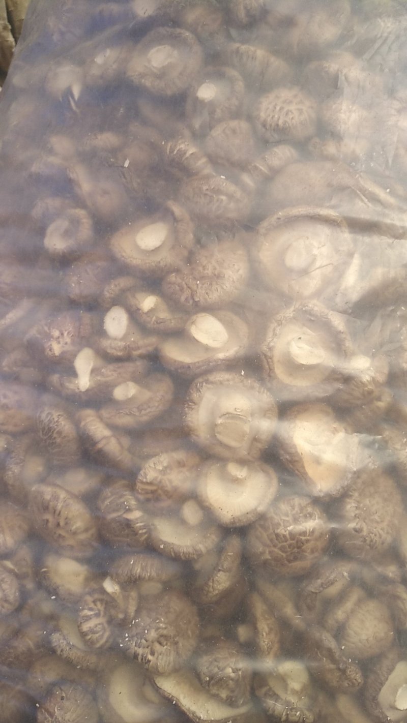 食用菌