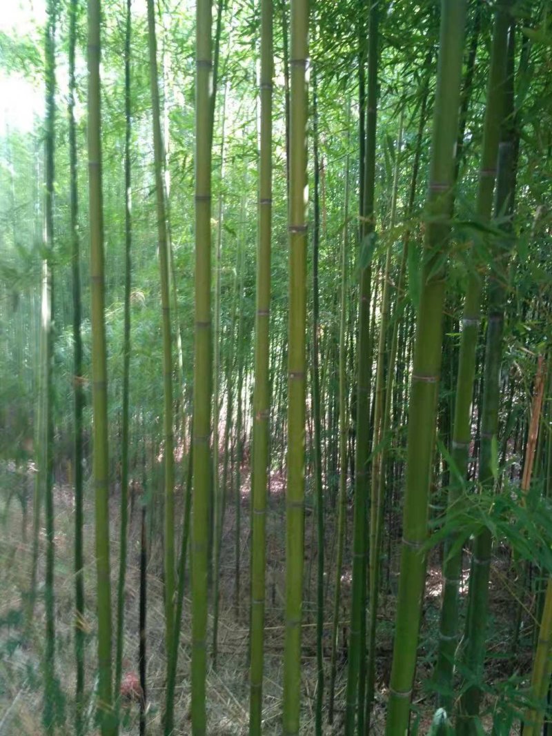 竹子、