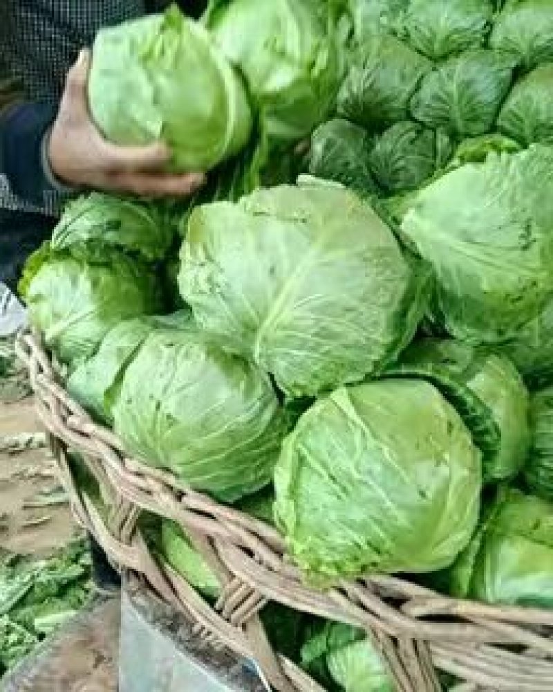 绿甘蓝1~2公斤我们这里是蔬菜基地！质量很好！
