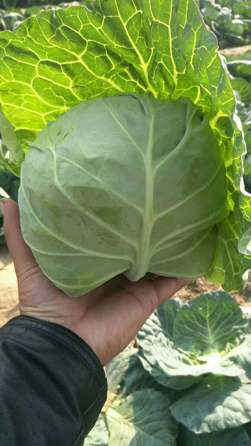 绿甘蓝1~2公斤我们这里是蔬菜基地！质量很好！
