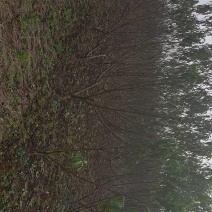 四川成都，桃子树，青叶桃树，嫁接桃树，