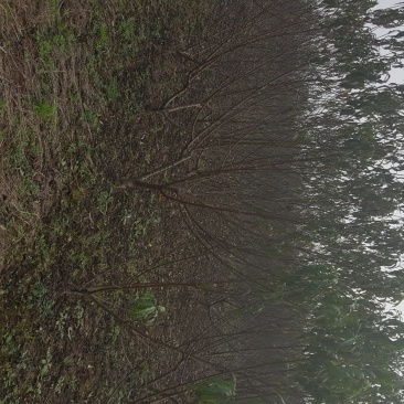 四川成都，桃子树，青叶桃树，嫁接桃树，