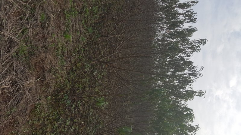 四川成都，桃子树，青叶桃树，嫁接桃树，