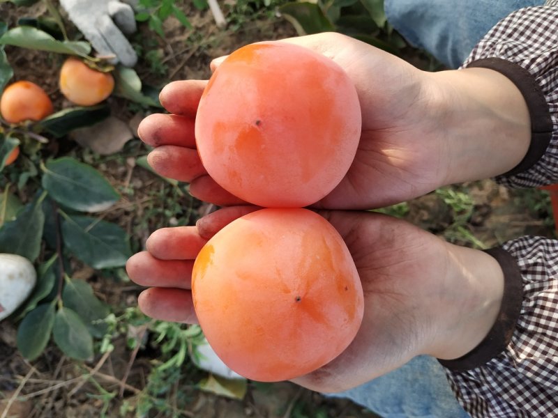 柿饼