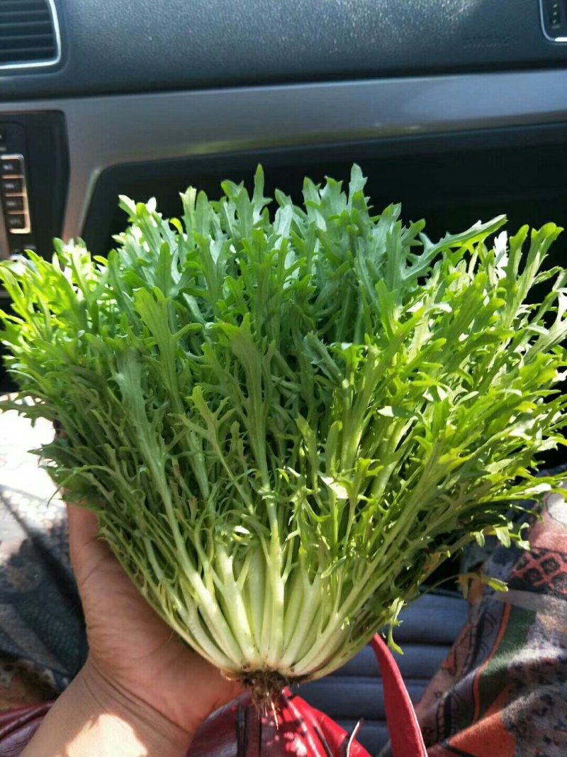 河北永年蔬菜市场