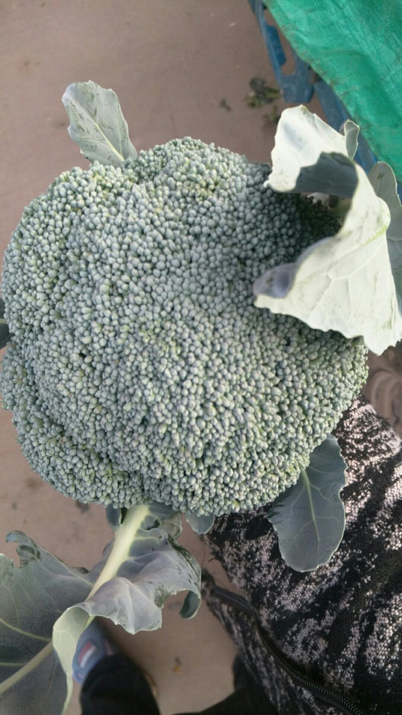 河北永年蔬菜市场