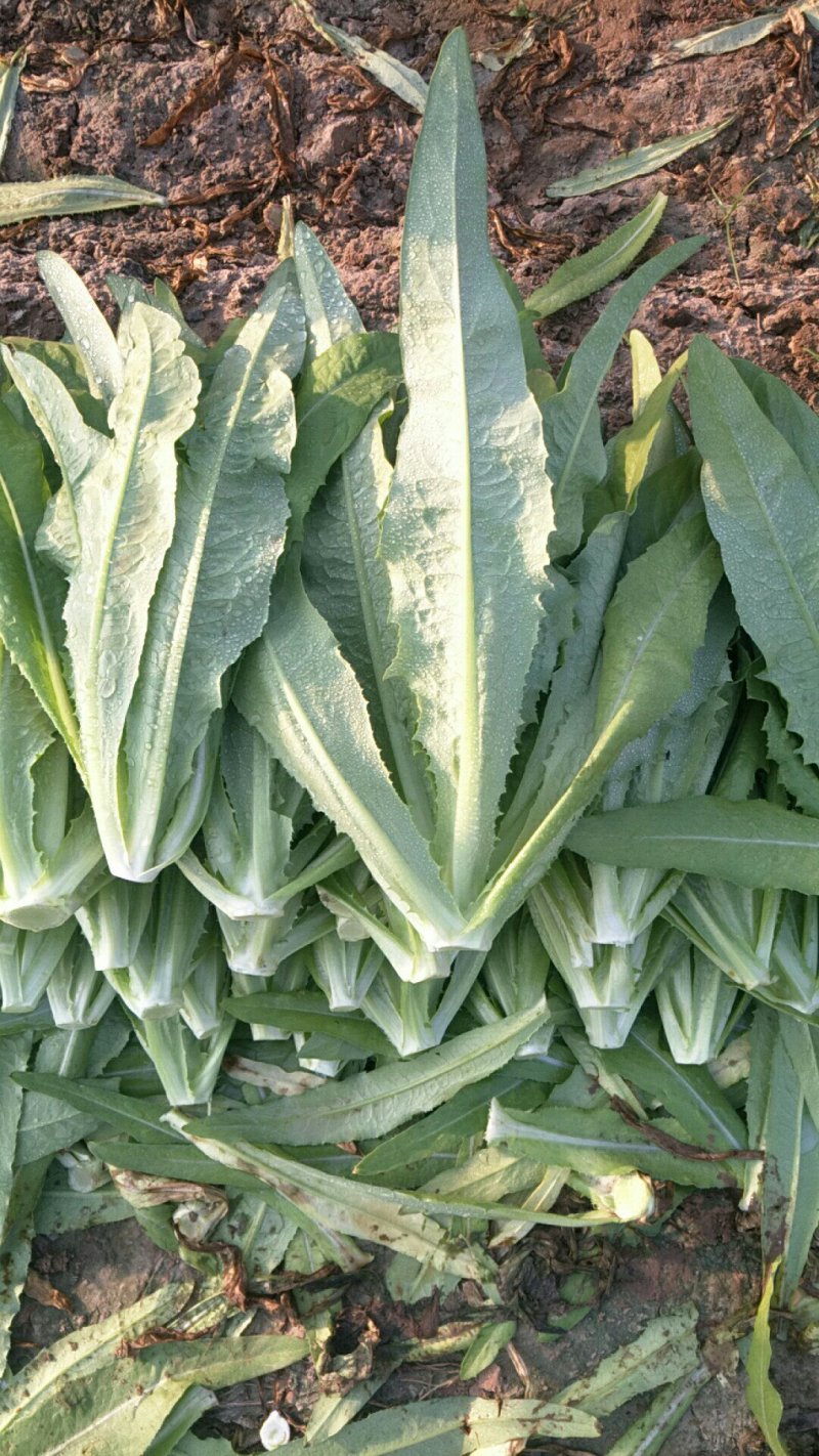 河北永年蔬菜市场