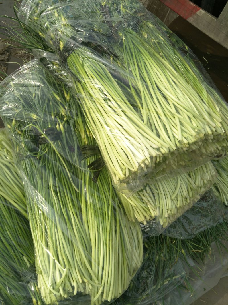 河北永年蔬菜市场