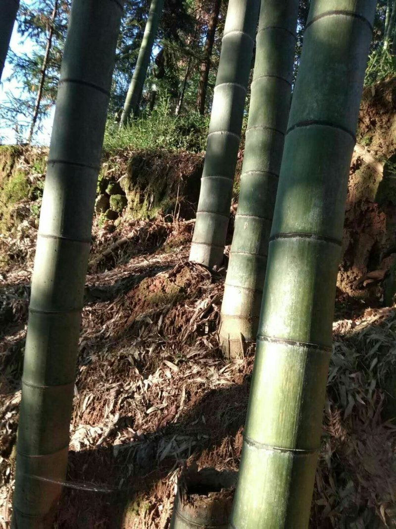 森地