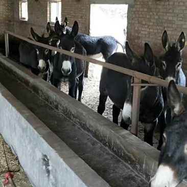 驴