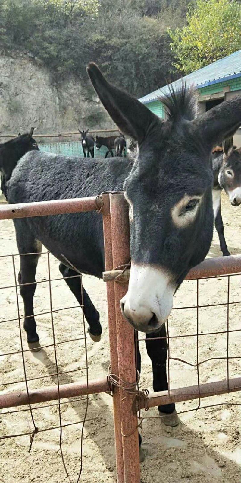 驴