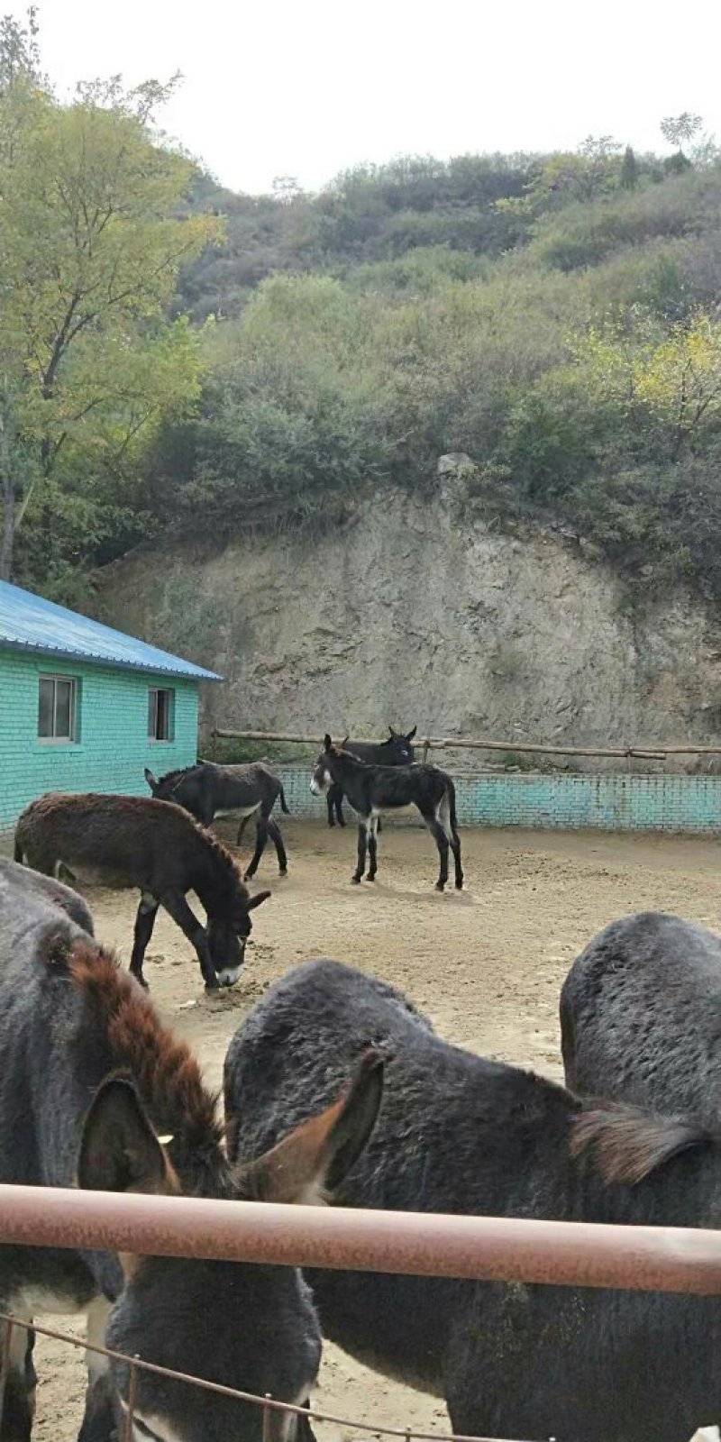 驴