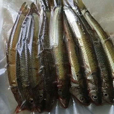白条鱼