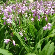 优质三叉白芨不同规格种苗