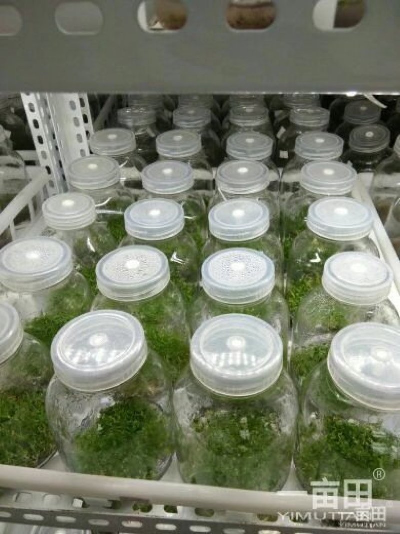 紫花三叉大白芨