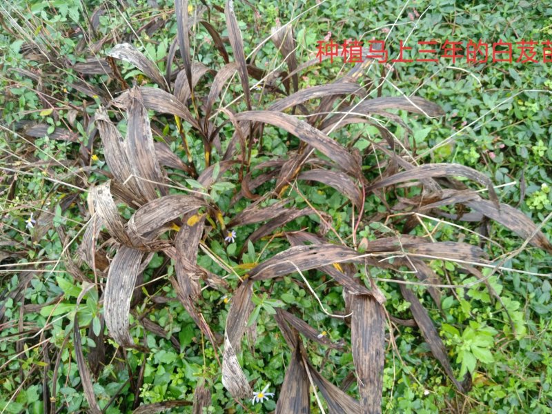 紫花三叉大白芨