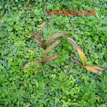 紫花三叉大白芨