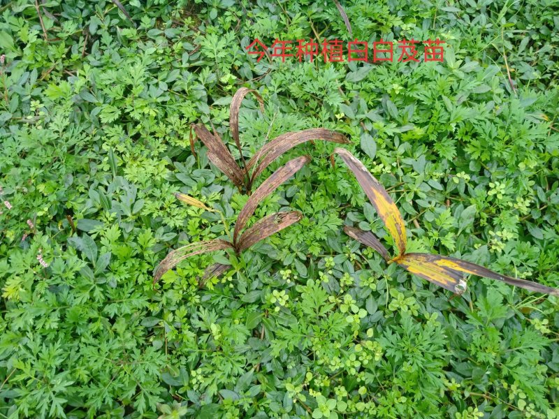 紫花三叉大白芨