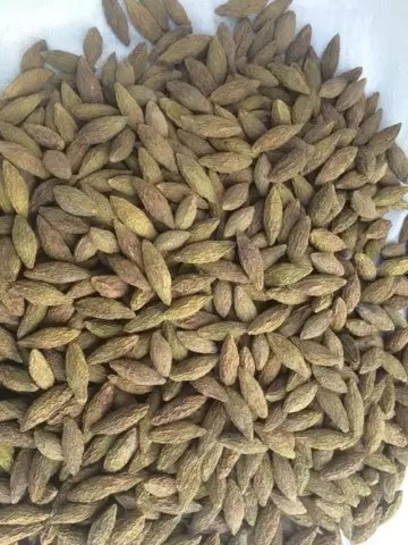 青果