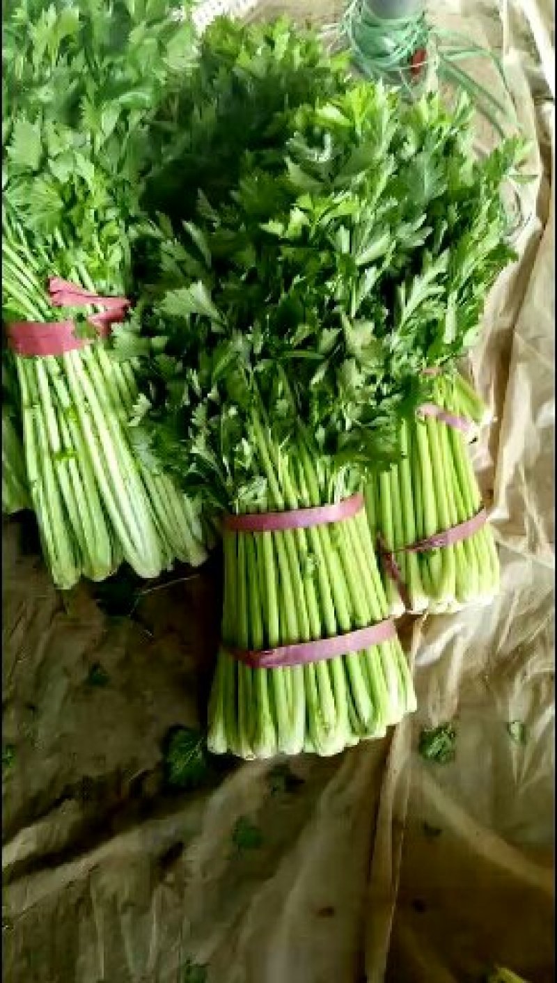 皇妃芹菜45cm以上