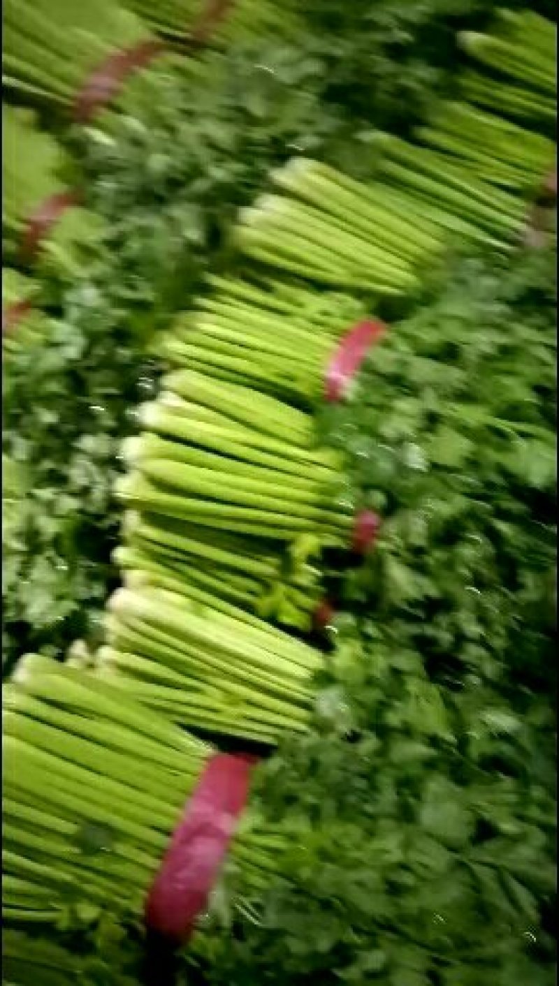 皇妃芹菜45cm以上