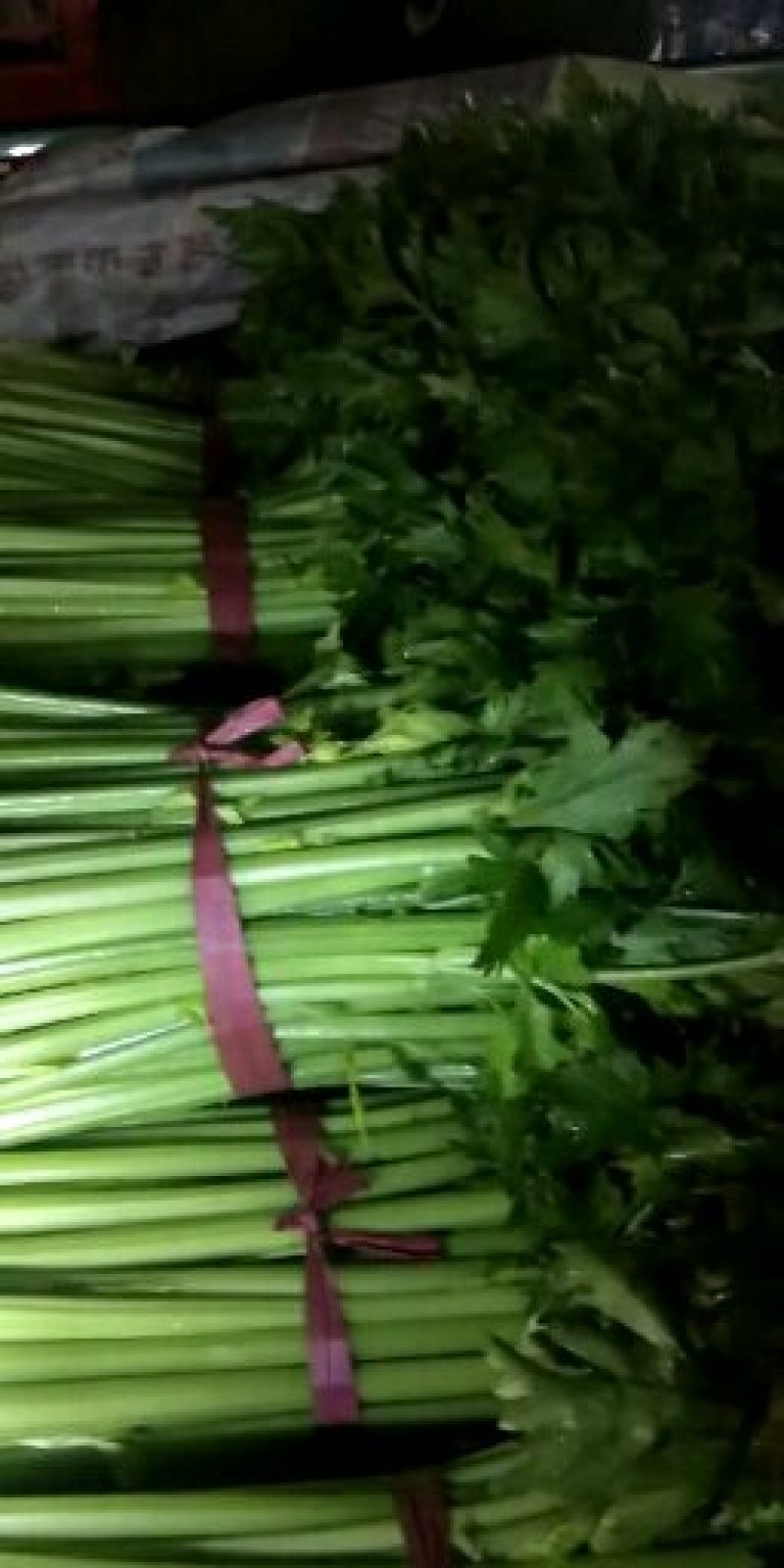 皇妃芹菜45cm以上