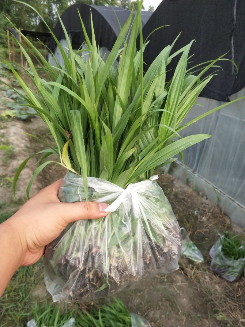 白芨，紫花三叉大白及基地批发，包技术，包回收