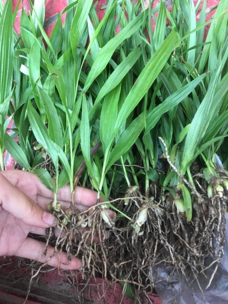 白芨，紫花三叉大白及基地批发，包技术，包回收