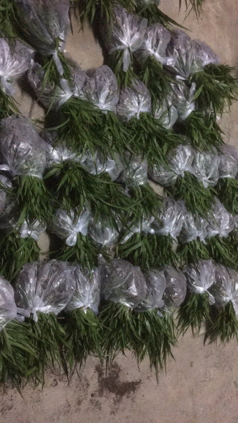 白芨，紫花三叉大白及基地批发，包技术，包回收