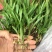 白芨，紫花三叉大白及基地批发，包技术，包回收