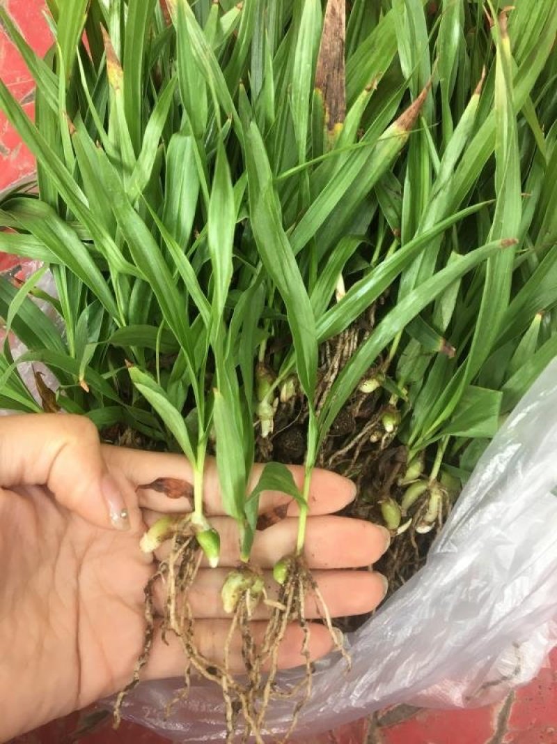 白芨，紫花三叉大白及基地批发，包技术，包回收