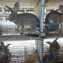 杂交野兔养殖场肉兔价格安哥拉兔种兔伊拉兔多少钱