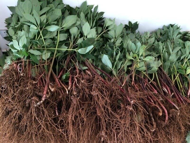 重楼苗，重楼种苗，七叶一枝花种苗批发，包技术，包回收