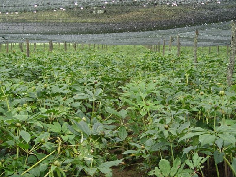 重楼苗，重楼种苗，七叶一枝花种苗批发，包技术，包回收
