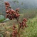 0差评麻椒青花椒主厨之选川菜必备包邮