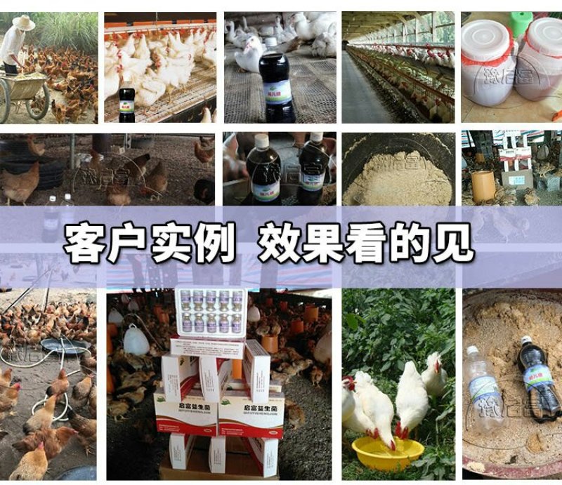 厂家批发销售养鸡em菌种小鸡预防拉稀专用的养鸡益生菌