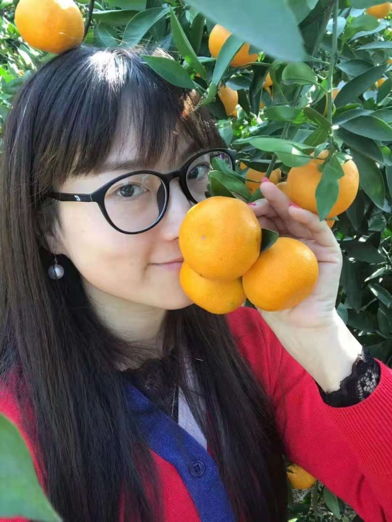湖北蜜橘诚信为本货真价实产地批发看货采摘