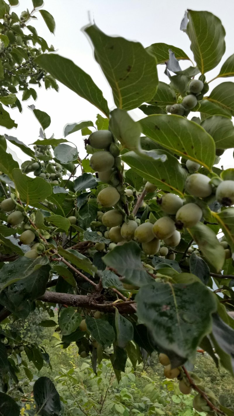 2019年邯郸涉县新货黑枣（软枣）