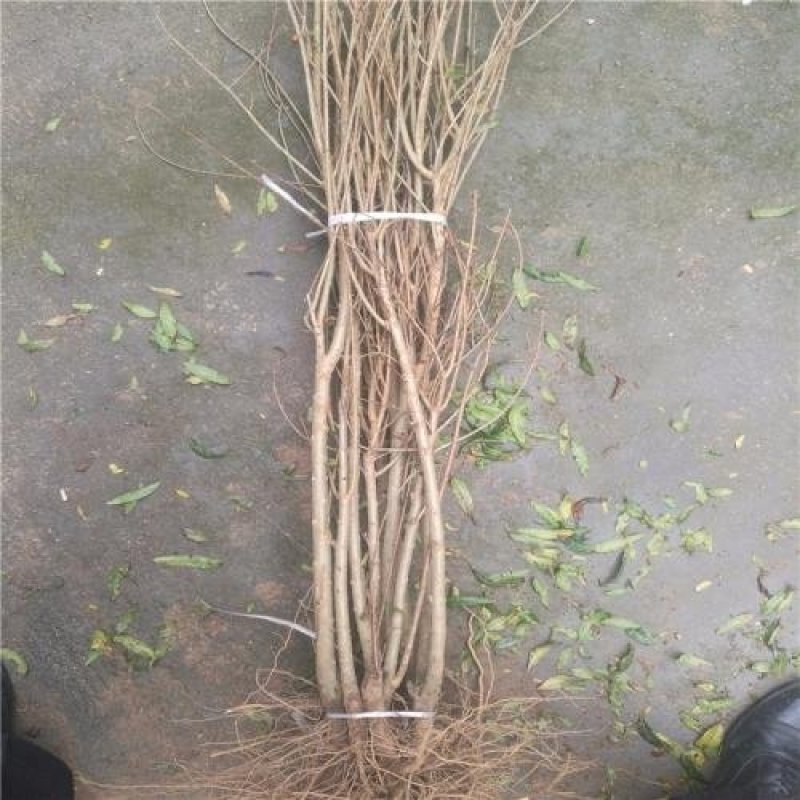 黑石榴树苗软仔石榴苗保证纯度基地直供
