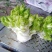 儿菜多子菜现货娃娃菜质量好货源多
