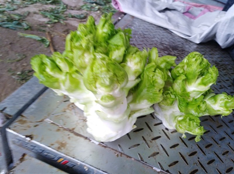 儿菜多子菜现货娃娃菜质量好货源多