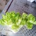 儿菜多子菜现货娃娃菜质量好货源多