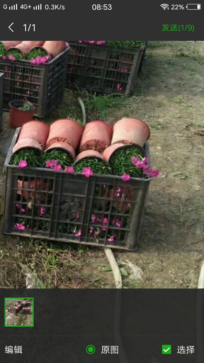 欧石竹彩虹石竹