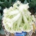小米粒白面青梗有机菜花2~3斤散花乳白